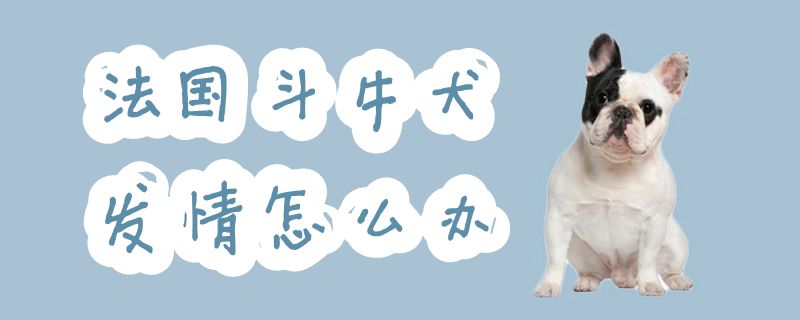 法國斗牛犬發(fā)情怎么辦