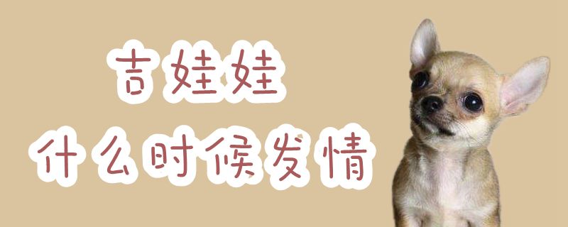吉娃娃什么時候發(fā)情