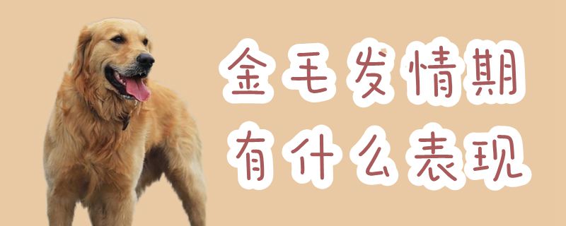 金毛發(fā)情期有什么表現(xiàn)