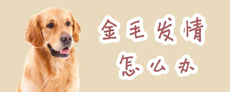 金毛發(fā)情怎么辦