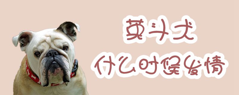 英斗犬什么時候發(fā)情
