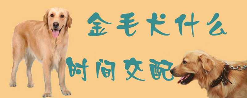 金毛犬什么時(shí)間交配1