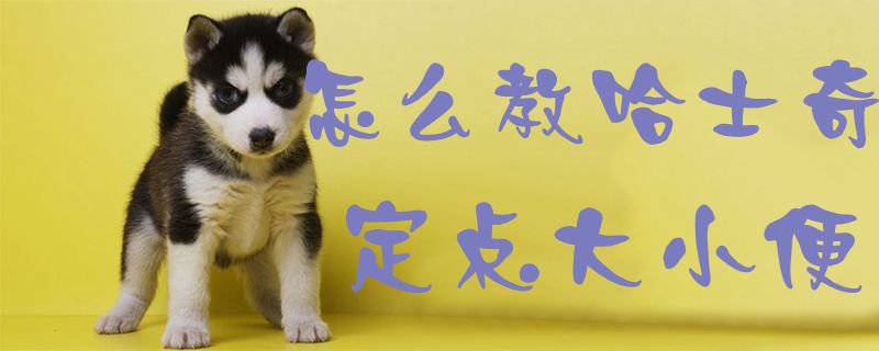 怎么教哈士奇定點(diǎn)大小便1