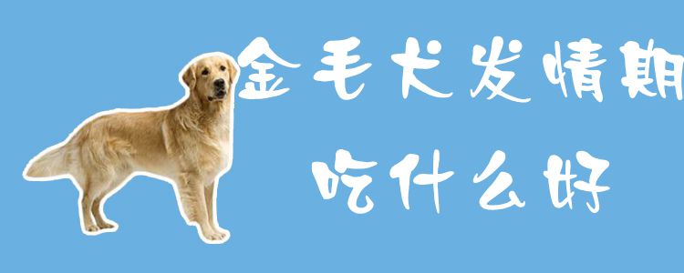 金毛犬發(fā)情期吃什么好1