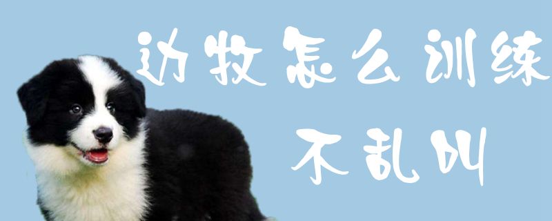 邊牧怎么訓(xùn)練不亂叫1