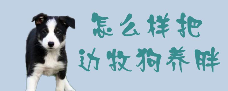 怎么樣把邊牧狗養(yǎng)胖1