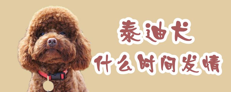 泰迪犬什么時(shí)間發(fā)情
