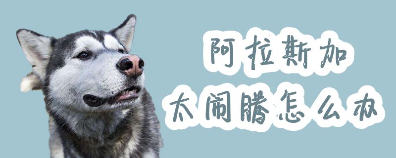 阿拉斯加太鬧騰怎么辦