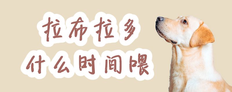 拉布拉多什么時(shí)間喂