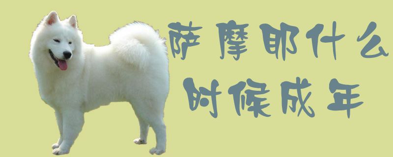 薩摩耶什么時候成年1