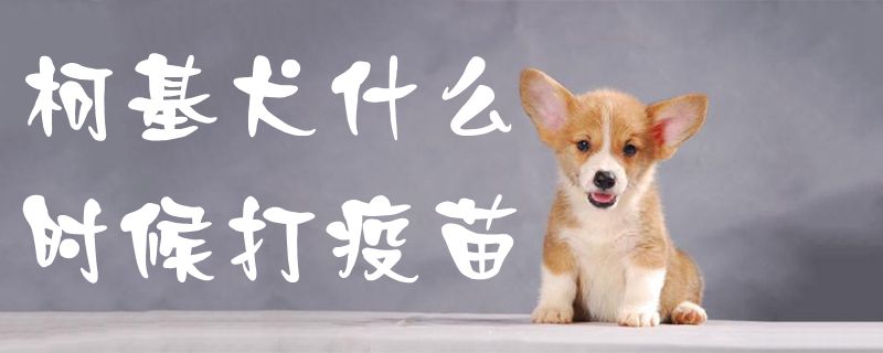 柯基犬什么時候打疫苗1