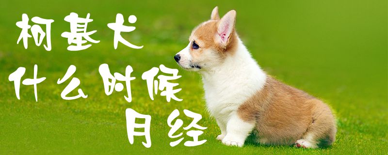 柯基犬什么時(shí)候月經(jīng)1