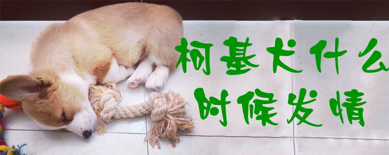 柯基犬什么時(shí)候發(fā)情1