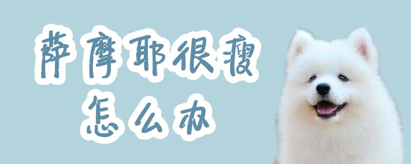 薩摩耶很瘦怎么辦