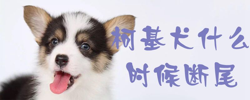 柯基犬什么時候斷尾1
