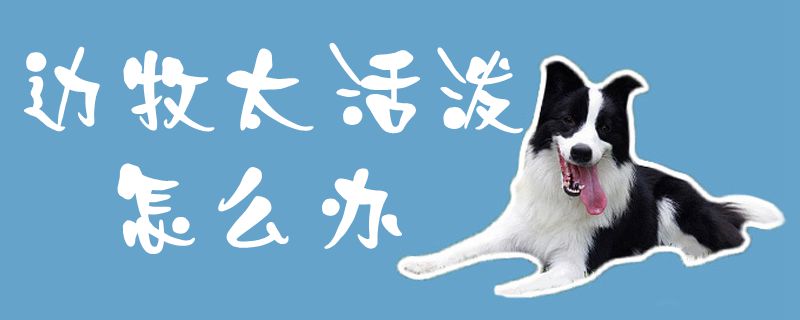 邊牧太活潑怎么辦1