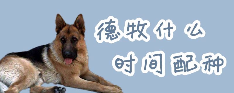 德牧什么時間配種