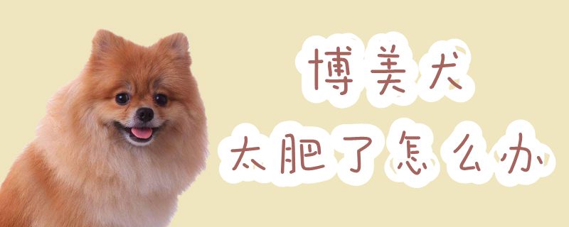 博美犬太肥了怎么辦