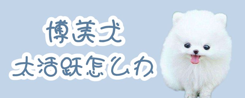 博美犬太活躍怎么辦
