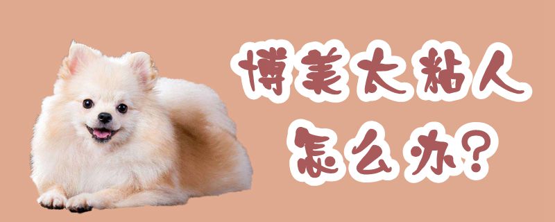 博美太粘人怎么辦