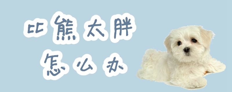 比熊太胖怎么辦