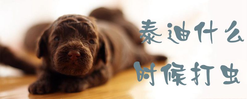 泰迪什么時(shí)候打蟲(chóng)1