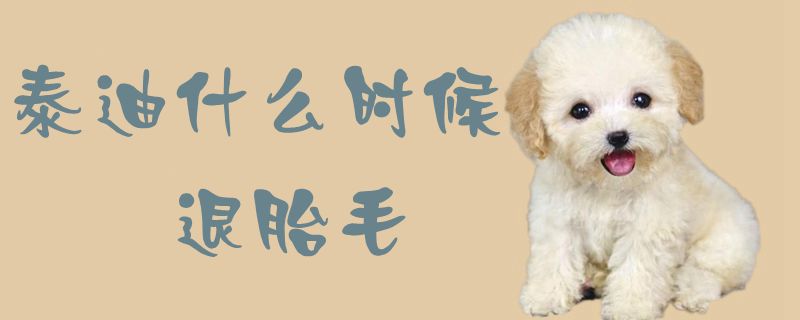 泰迪什么時候退胎毛1