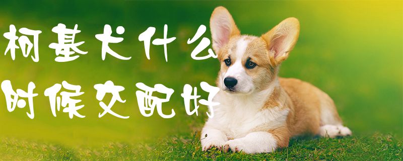 柯基犬什么時(shí)候交配好1