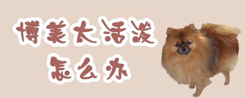 博美太活潑怎么辦