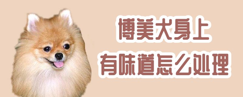 博美犬身上有味道怎么處理