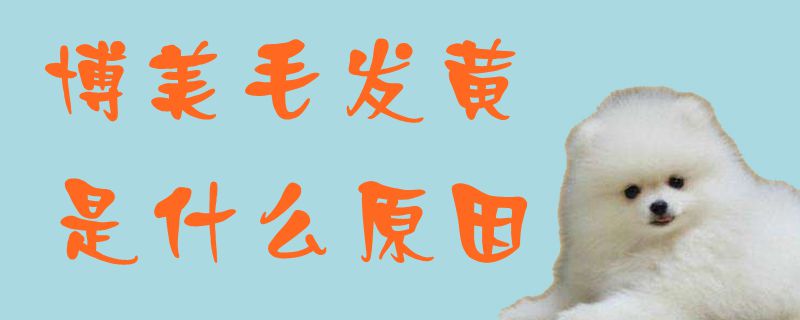 博美毛發(fā)黃是什么原因1