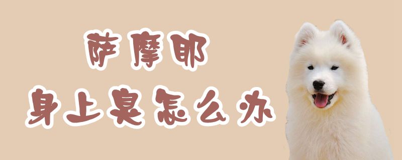 薩摩耶身上臭怎么辦