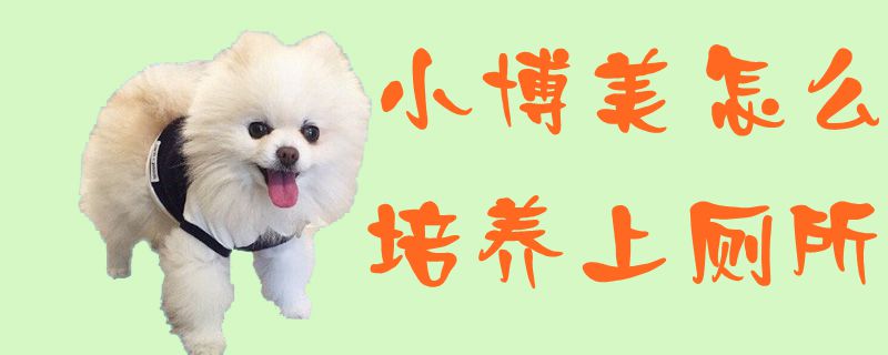 小博美怎么培養(yǎng)上廁所1