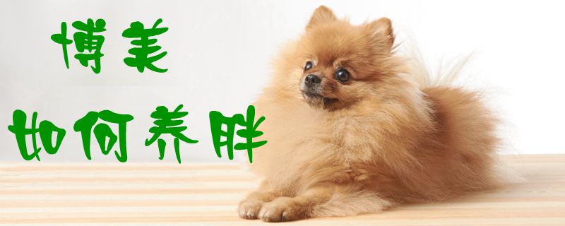 博美如何養(yǎng)胖1