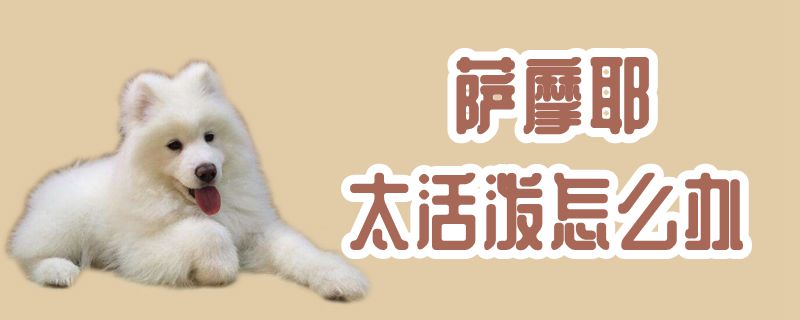 薩摩耶太活潑怎么辦