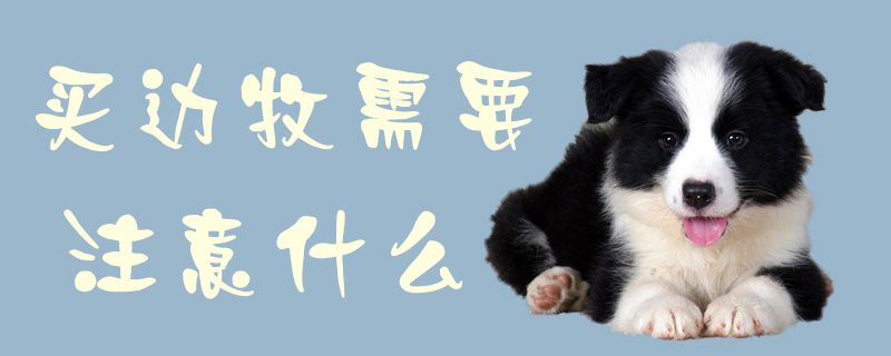 買邊牧需要注意什么1