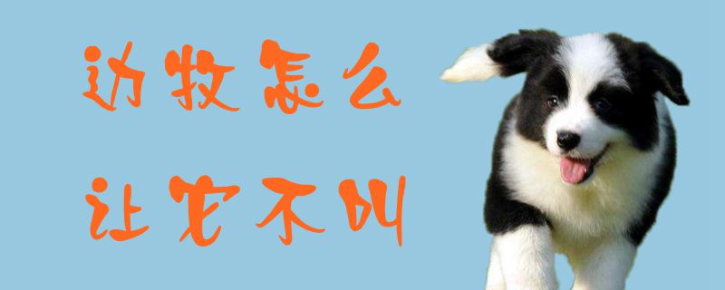 邊牧怎么讓它不叫1