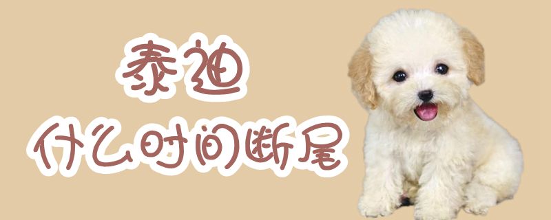 泰迪什么時(shí)間斷尾