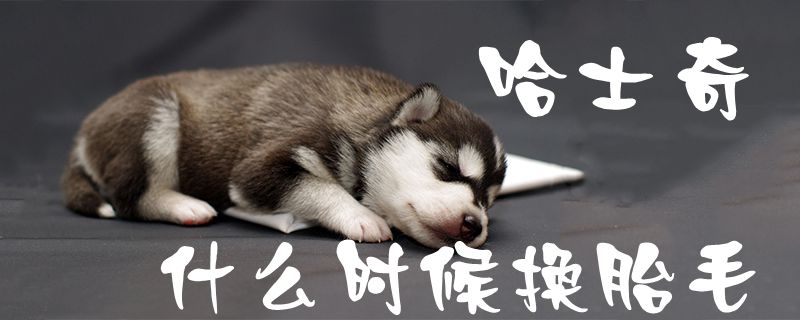 哈士奇什么時候換胎毛1