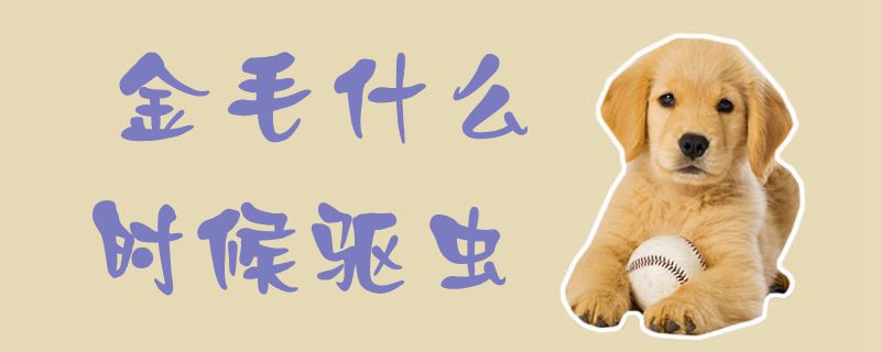 金毛什么時(shí)候驅(qū)蟲1