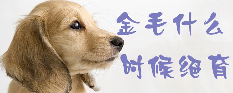 金毛什么時(shí)候絕育1