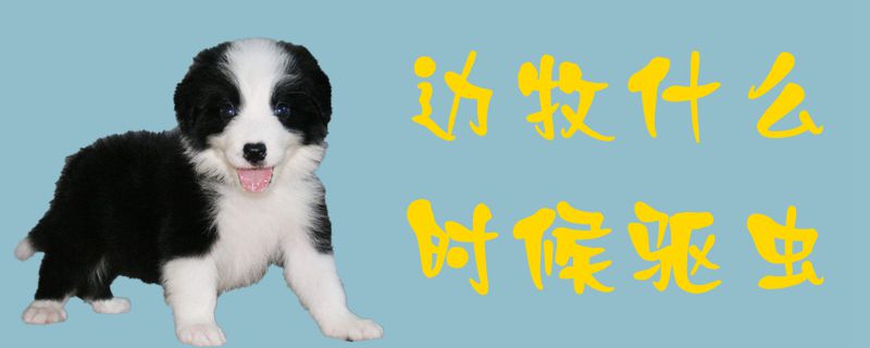 邊牧什么時候驅(qū)蟲1