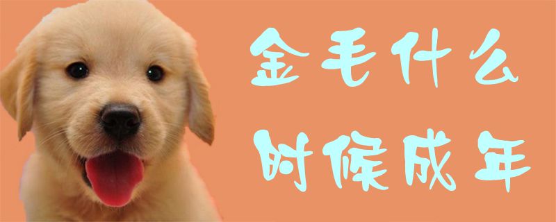 金毛什么時(shí)候成年1