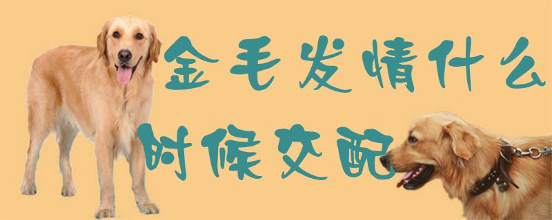 金毛發(fā)情什么時(shí)候交配1