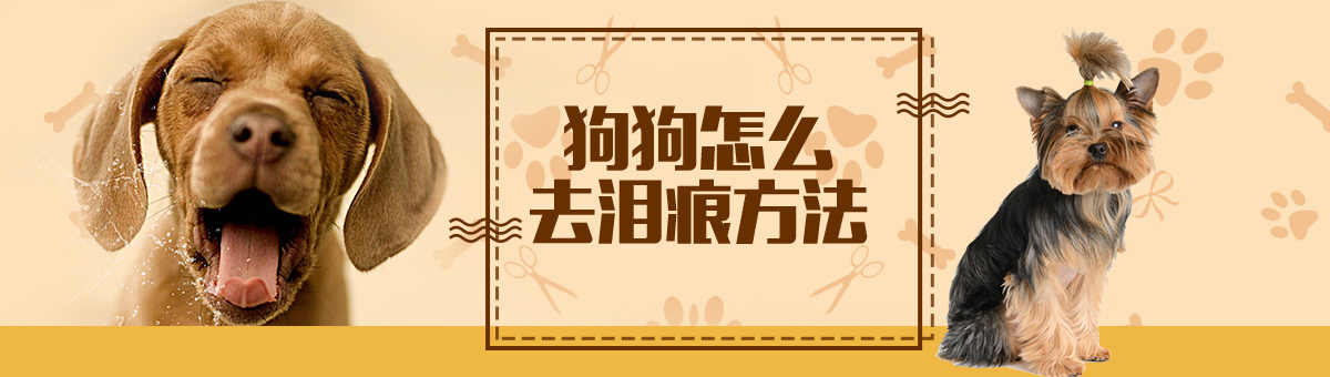 泰迪犬淚痕怎么洗