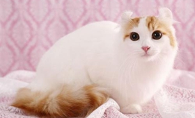 美國卷耳貓幼貓吃什么 定時(shí)定量喂食幼貓