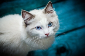 波米拉貓尾巴有什么用 波米拉貓尾巴作用介紹