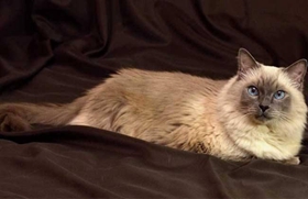 巴厘貓不能吃什么 巴厘貓喂養(yǎng)注意事項(xiàng)