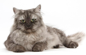 緬甸貓不能吃什么 緬甸貓禁忌食物一覽