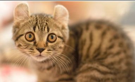 美國卷耳貓能吃奶油嗎 美國卷耳貓飲食介紹